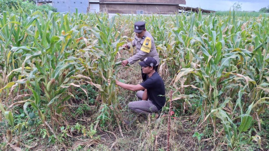 Polres Malang Galakkan Pemanfaatan Potensi Pertanian untuk Perkuat Ketahanan Pangan